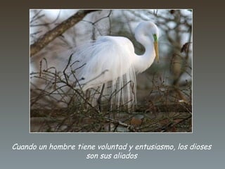 Cuando un hombre tiene voluntad y entusiasmo, los dioses
son sus aliados
 