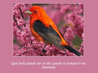 Qué bello puede ser el día cuando la bondad lo ha
iluminado
 