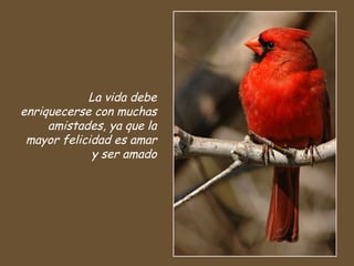La vida debe
enriquecerse con muchas
amistades, ya que la
mayor felicidad es amar
y ser amado
 