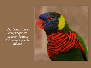 No temas a los
amigos que te
atacan, teme a
los amigos que te
adulan
 