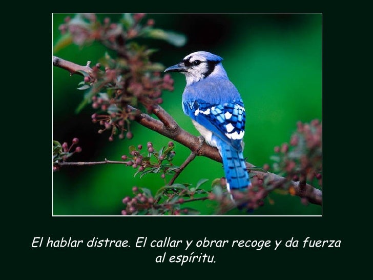 Image result for pajaros portadores de mensajes