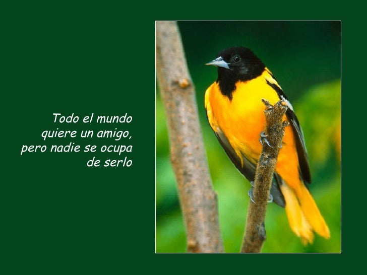 P jaros portadores_de_mensajes