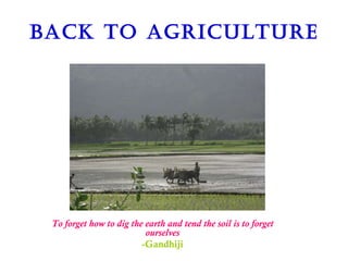 BACK TO AGRICULTURE To forget how to dig the earth and tend the soil is to forget ourselves -Gandhiji 