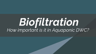 How important is it in Aquaponic DWC?
Biofiltration
 