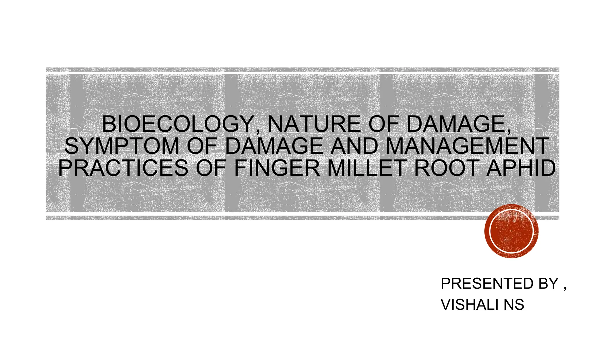 FINGER MILLET ROOT APHID( PEST OF FINGER MILLET) . pptx PPT