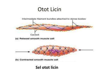 Pjm 3106 anatomi dan fisiologi-Sistem otot | PPTX
