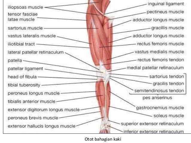 Pjm 3106 anatomi  dan fisiologi Sistem otot 