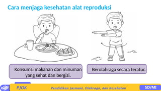 Cara menjaga kesehatan alat reproduksi
Konsumsi makanan dan minuman
yang sehat dan bergizi.
Berolahraga secara teratur.
 