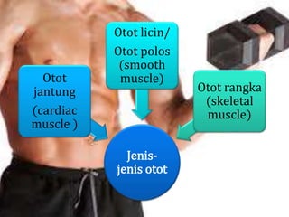 sistem otot | PPTX