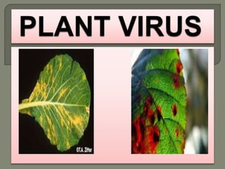 PLANT VIRUS PPT - SLIDE SHARE