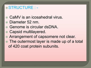 STRUCTURE : -
 CaMV is an icosahedral virus.
 Diameter 52 nm.
 Genome is circular dsDNA.
 Capsid multilayered.
 Arrangement of capsomere not clear.
 The outermost layer is made up of a total
of 420 coat protein subunits.
 