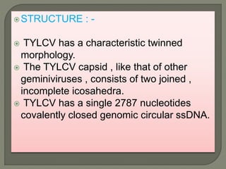 STRUCTURE : -
 TYLCV has a characteristic twinned
morphology.
 The TYLCV capsid , like that of other
geminiviruses , consists of two joined ,
incomplete icosahedra.
 TYLCV has a single 2787 nucleotides
covalently closed genomic circular ssDNA.
 