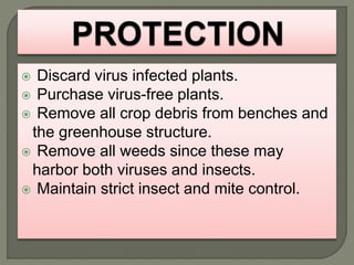  Discard virus infected plants.
 Purchase virus-free plants.
 Remove all crop debris from benches and
the greenhouse structure.
 Remove all weeds since these may
harbor both viruses and insects.
 Maintain strict insect and mite control.
 