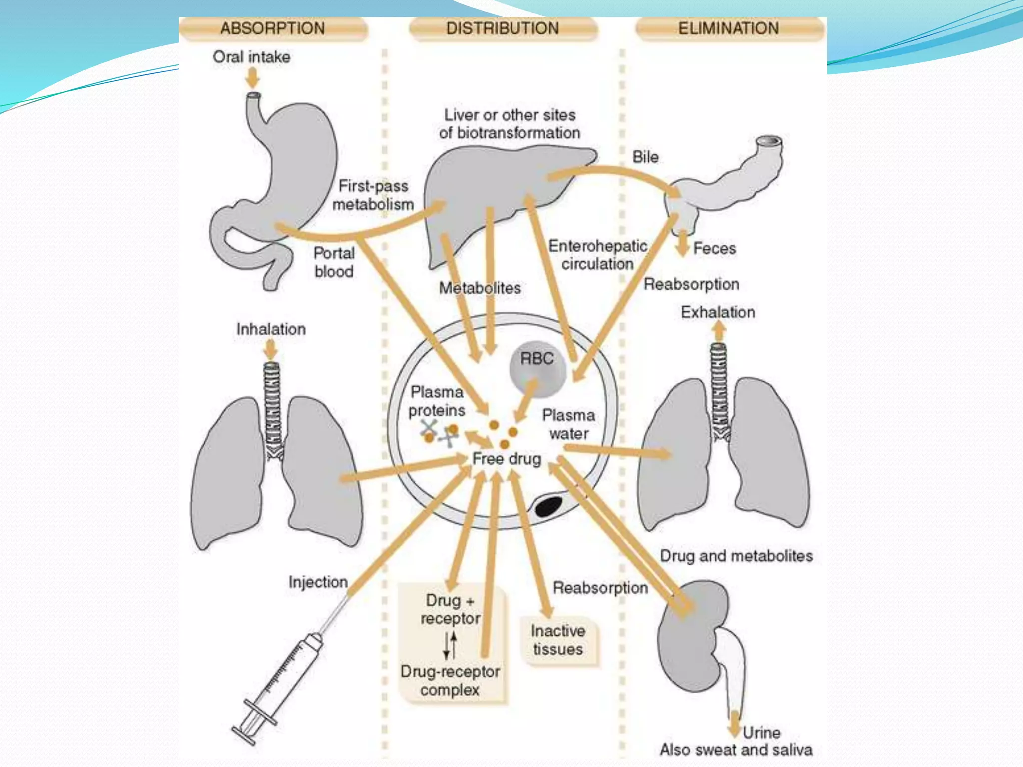 Pharmacokinetics | PPTX