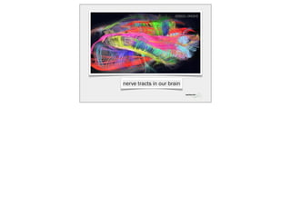 nerve tracts in our brain
 