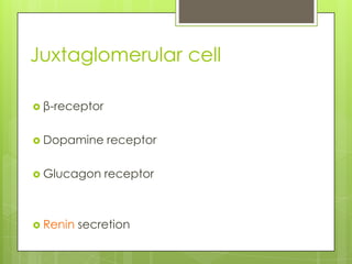 Juxtaglomerular cell

 β-receptor


 Dopamine     receptor

 Glucagon     receptor



 Renin   secretion
 