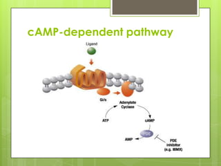 cAMP-dependent pathway
 