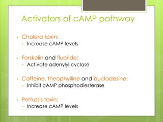 Activators of cAMP pathway

•   Cholera toxin:
    •   Increase cAMP levels

•   Forskolin and fluoride:
    •   Activate adenylyl cyclase

•   Caffeine, theophylline and bucladesine:
    •   Inhibit cAMP phosphodiesterase

•   Pertussis toxin:
    •   Increase cAMP levels
 