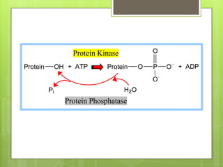 Protein Kinase             O

Protein        OH + ATP      Protein      O   P   O   + ADP
                                              O
          Pi                        H2O
                 Protein Phosphatase
 