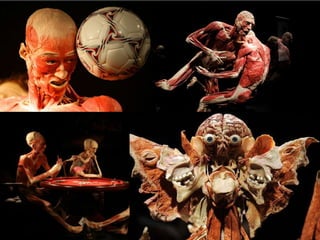 (FOTOS BODIES)
EXPLICACIÓ PATILLERA
 