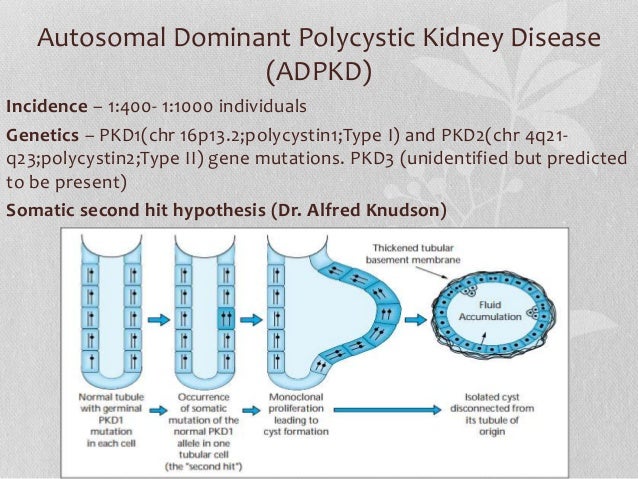 adult polycystic kidney disease In a previous trial involving patients with early autosomal dominant polycystic kidney disease (adpkd estimated creatinine clearance, ≥60 ml. adult polycystic kidney disease In a previous trial involving patients with early autosomal dominant polycystic kidney disease (adpkd estimated creatinine clearance, ≥60 ml.