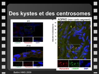 Des kystes et des centrosomes Battini HMG 2009 