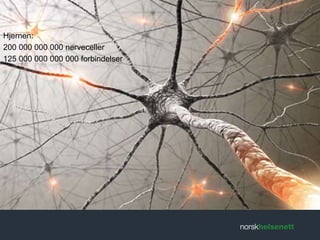 Hjernen: 
200 000 000 000 nerveceller 
125 000 000 000 000 forbindelser 
 
