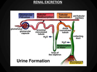 RENAL EXCRETION
 