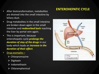 • After biotransformation, metabolites
are drained into the small intestine by
biliary duct.
• Drug metabolites in the small intestine
are broken down again in the small
intestine and reabsorbed back reaching
the liver by portal vein again.
• This is important, because
enterohepatic cycle prolongs the
duration of stay of the drugs in our
body which leads an increase in the
duration of their effect.
• Drug examples –
 Chlorpromazine
 Digitoxin
 Indomethasin
 Chloramphenicol
ENTEROHEPATIC CYCLE
 