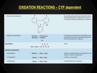 OXIDATION REACTIONS – CYP dependent
 