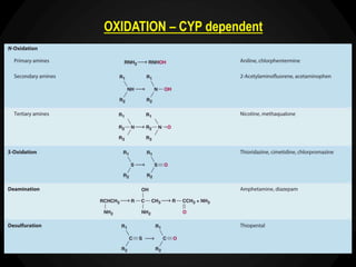 OXIDATION – CYP dependent
 