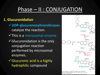 Phase – II : CONJUGATION
1. Glucuronidation
UDP-glucuronosyltransferases
catalyze the reaction.
This is a microsomal enzyme
Glucuronidation is the only
conjugation reaction
performed by microsomal
enzymes.
Glucuronic acid is a highly
hydrophilic compound
 