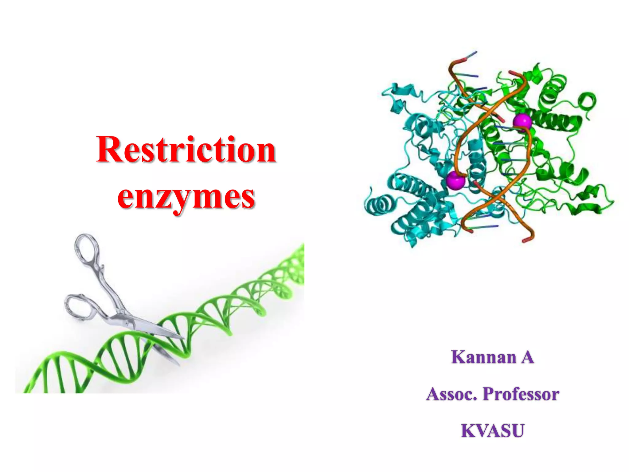 Restriction enzymes PPT