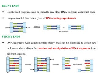 BLUNT ENDS
 Blunt ended fragments can be joined to any other DNA fragment with blunt ends
 Enzymes useful for certain types of DNA cloning experiments
STICKY ENDS
 DNA fragments with complimentary sticky ends can be combined to create new
molecules which allows the creation and manipulation of DNA sequences from
different sources.
 