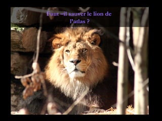 Faut –il sauver le lion de
          l’atlas ?
 