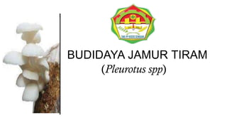 BUDIDAYA JAMUR TIRAM
(Pleurotus spp)
 