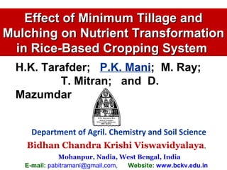 Effect of Minimum Tillage andEffect of Minimum Tillage and
Mulching on Nutrient TransformationMulching on Nutrient Transformation
in Rice-Based Cropping Systemin Rice-Based Cropping System
Department of Agril. Chemistry and Soil Science
Bidhan Chandra Krishi Viswavidyalaya,
Mohanpur, Nadia, West Bengal, India
E-mail: pabitramani@gmail.com, Website: www.bckv.edu.in
H.K. Tarafder; P.K. Mani; M. Ray;
T. Mitran; and D.
Mazumdar
 