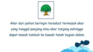 Akar dari pohon beringin tersebut termasuk akar
yang tunggal panjang atau akar tunjang sehingga
dapat masuk tumbuh ke bawah tanah bagian dalam.
 