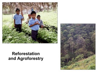Reforestation and Agroforestry 