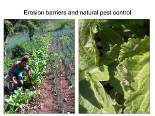 Erosion barriers and natural pest control 