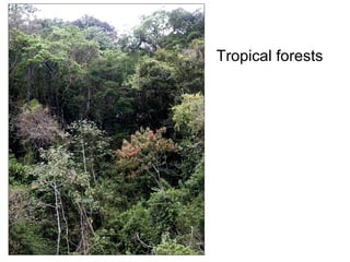 Tropical forests 
