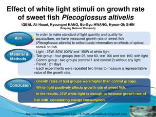 Effect of white light stimuli on growth rate of sweet fish Plecoglossus altivelis