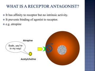  It has affinity to receptor but no intrinsic activity. 
 It prevents binding of agonist to receptor. 
 e.g. atropine 
Atropine 
Dude, you’re 
in my way! 
Acetylcholine 
 