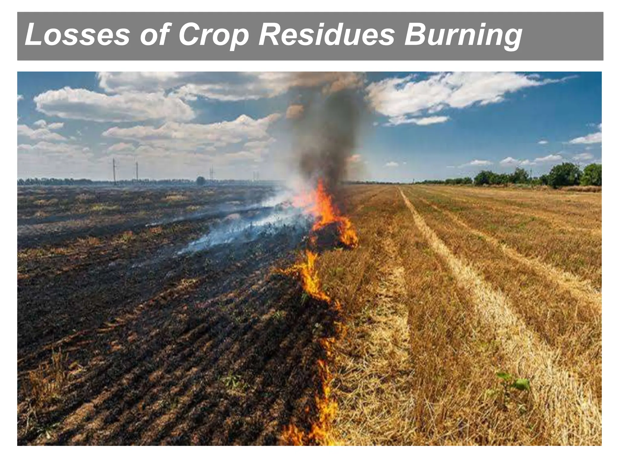 Losses of Crop Residues Burning
 
