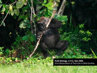 PLOS Biology, 3 (11), Nov 2005
First Observation of Tool Use in Wild Gorillas
 
