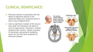 CLINICAL SIGNIFICANCE:
 Parkinson disease is associated with the
death of dopamine Neuron in the
substantia Nigra pars compacta which is
due to neuro-degeneration .
 when a significant number of this neuron
have died, the individual will likely to
start to experienced movement –related
problems like tremors, rigidity, slowness
of movement and postural instability –
which are the hall mark symptoms of
Parkinson disease.
 