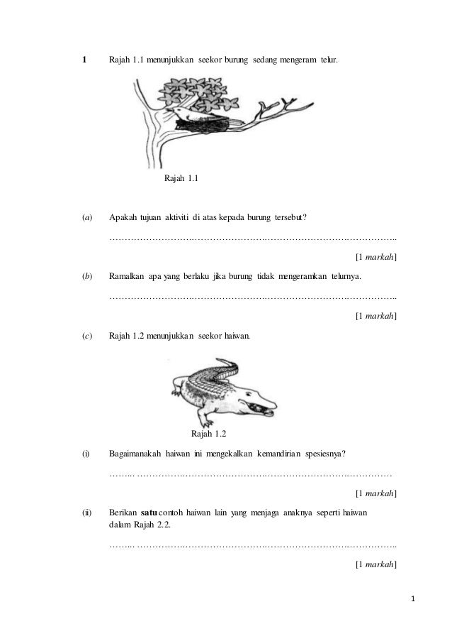 Pksr Sains T5