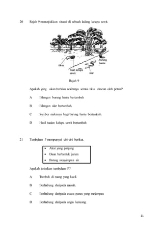 11
20 Rajah 9 menunjukkan situasi di sebuah ladang kelapa sawit.
Rajah 9
Apakah yang akan berlaku sekiranya semua tikus diracun oleh petani?
A Bilangan burung hantu bertambah
B Bilangan ular bertambah.
C Sumber makanan bagi burung hantu bertambah.
D Hasil tuaian kelapa sawit bertambah
21 Tumbuhan P mempunyai ciri-ciri berikut.
 Akar yang panjang
 Daun berbentuk jarum
 Batang menyimpan air
Apakah kebaikan tumbuhan P?
A Tumbuh di ruang yang kecil.
B Berlindung daripada musuh.
C Berlindung daripada cuaca panas yang melampau
D Berlindung daripada angin kencang.
 