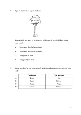 13
24 Rajah 11 menunjukkan sejenis tumbuhan.
Rajah 11
Bagaimanakah tumbuhan ini mengelakkan kehilangan air yang berlebihan semasa
cuaca panas?
A Mempunyai daun berbentuk jarum.
B Mempunyai daun berpecah-pecah.
C Menggugurkan daun.
D Menggulungkan daun
25 Antara tumbuhan berikut, yang manakah tidak dipadankan dengan cara pencaran yang
betul?
Tumbuhan Cara pencaran
A Kelapa Air
B Getah Haiwan
C Meranti Angin
D Tomato Haiwan
 