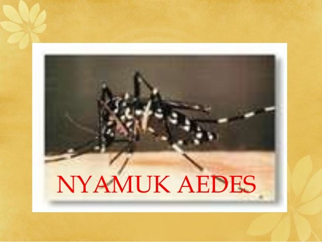 Unduh 5100 Koleksi Gambar Gambar Nyamuk Terbaru HD